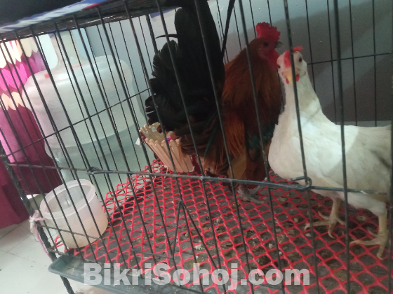 একজোড়া রানিং সেরেমা মুরগি